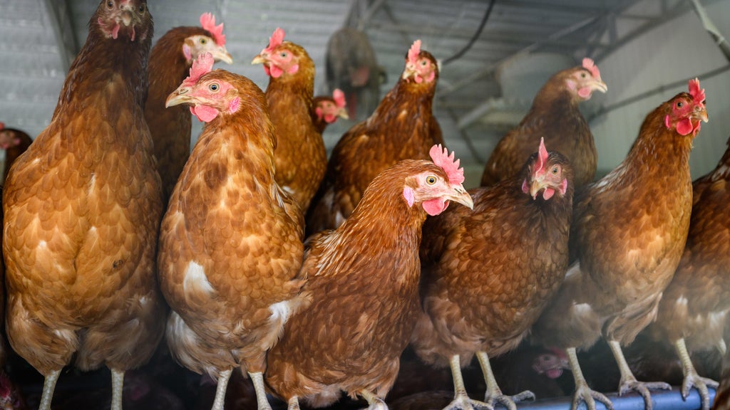 Approximately 90 "backyard flock" birds in Northern California affected by avian flu — CBS Bay Area (KPIX), Monterey Community news