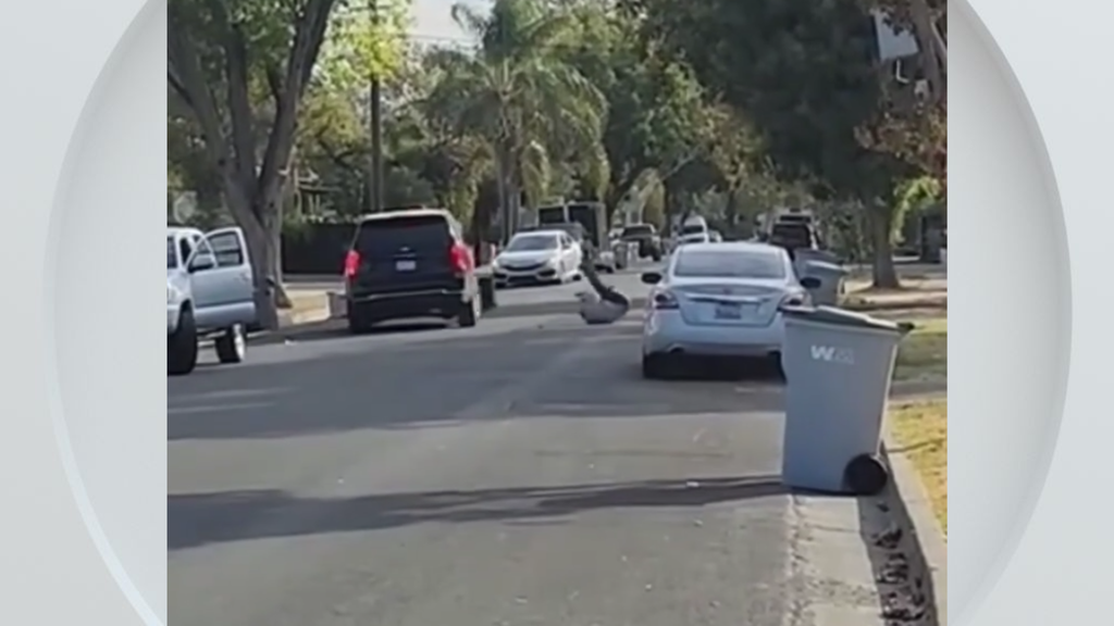 Federal immigration vehicle hits pedestrian in Woodland, police say — CBS Bay Area (KPIX), Monterey Health news