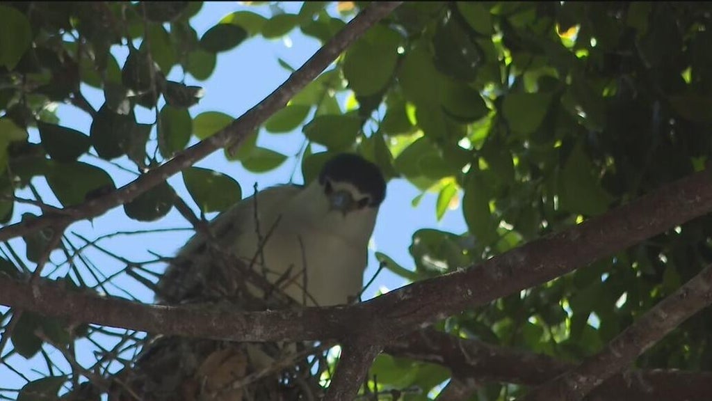 Oakland's official bird among those threatened with removal of downtown trees for housing complex — CBS Bay Area (KPIX), Monterey Real Estate news