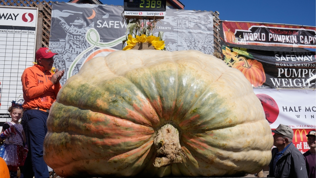 A giant pumpkin named Rocky gives a champion grower his California comeback

       — ABC 7 Bay Area, Monterey Schools news