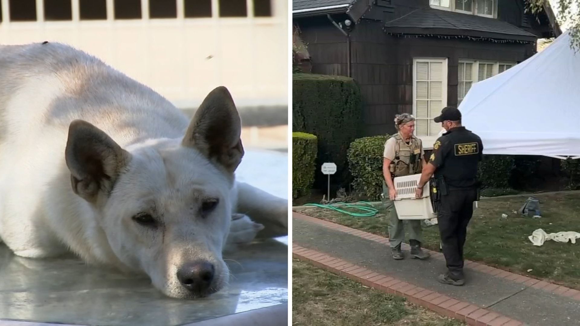 44 dogs removed from Vallejo 'hoarder' home linked to convicted breeder in animal cruelty case
— ABC 7 Bay Area, Monterey Real Estate news