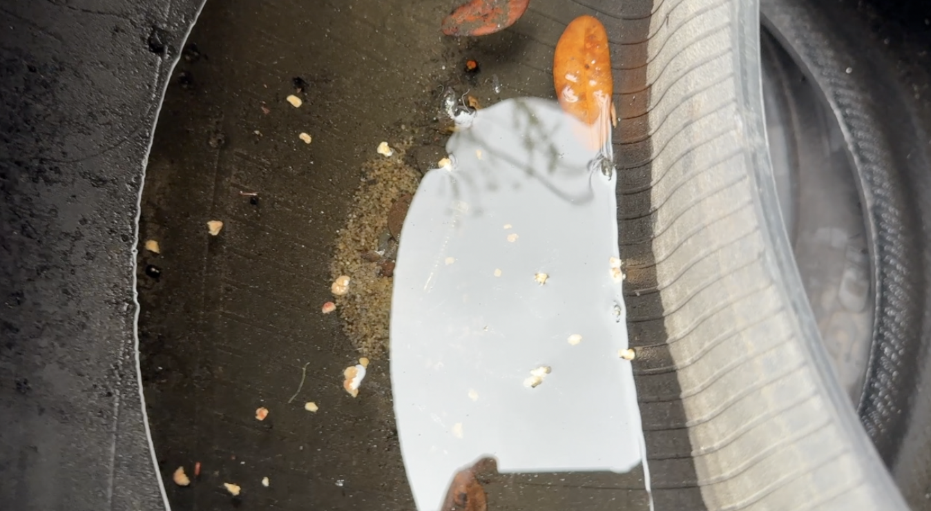 Dengue response: What Tampa Bay 28 found at a West Tampa tire shop — WFTS ABC Action News Tampa, Monterey Real Estate news