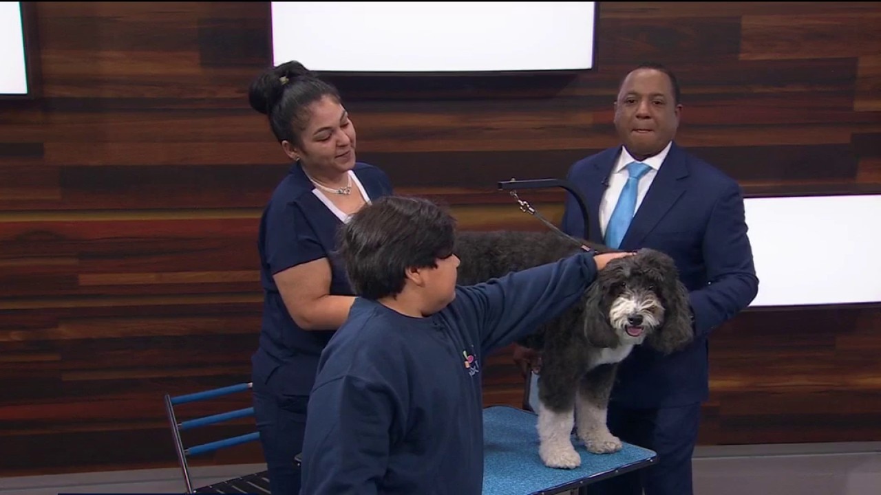 Your dog grooming questions answered — KTVU FOX 2 Bay Area, Monterey Business news