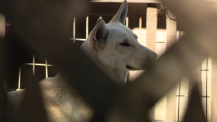 Dozens of dogs taken from Vallejo home amid animal cruelty investigation — KTVU FOX 2 Bay Area, Monterey Real Estate news