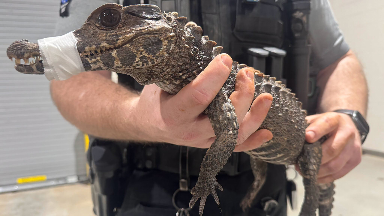Watch: Deputies in Oklahoma capture escaped caiman after months on the loose — KTVU FOX 2 Bay Area, Monterey Community news